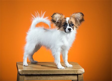 simsearch:400-07513010,k - Portrait Papillon puppy age of four months on an orange background Stock Photo - Budget Royalty-Free & Subscription, Code: 400-07976236
