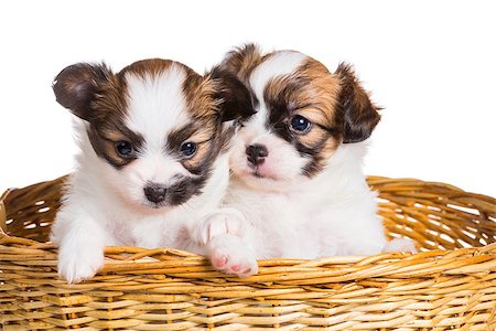 simsearch:400-07513010,k - Two cute puppy of breed papillon in wicker basket on white background Stock Photo - Budget Royalty-Free & Subscription, Code: 400-07976248