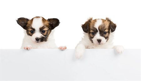 simsearch:400-07513010,k - Two Papillon puppy, 1 month old, relies on blank banner. White background Stock Photo - Budget Royalty-Free & Subscription, Code: 400-07976249