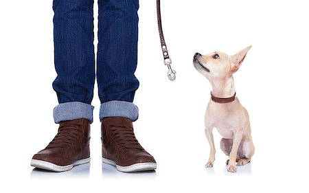 simsearch:400-07124923,k - chihuahua dog waiting to go for a walk with owner with leather leash , isolated on white background Stockbilder - Microstock & Abonnement, Bildnummer: 400-07976259