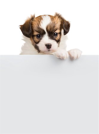 Papillon puppy age of one month relies on blank banner. White background Stock Photo - Budget Royalty-Free & Subscription, Code: 400-07976250