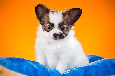 simsearch:400-07513010,k - Cute Papillon puppy age of one and a half months  lying on pillow on a orange background Stock Photo - Budget Royalty-Free & Subscription, Code: 400-07976251