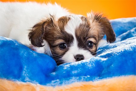 simsearch:400-07513010,k - Cute Papillon puppy age of one and a half months  lying on pillow on a orange background Stock Photo - Budget Royalty-Free & Subscription, Code: 400-07976252