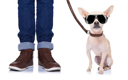 simsearch:400-07124923,k - chihuahua dog waiting to go for a walk with owner with leather leash , isolated on white background Stockbilder - Microstock & Abonnement, Bildnummer: 400-07976267