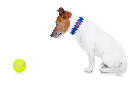 jack russell dog ready to play and have fun with owner and tennis ball toy , isolated on white background Stock Photo - Budget Royalty-Free & Subscription, Code: 400-07976261