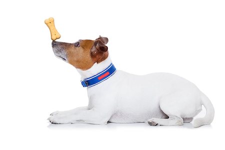 simsearch:400-06927182,k - jack russell dog balancing a cookie treat with nose, isolated on white background Stockbilder - Microstock & Abonnement, Bildnummer: 400-07976262