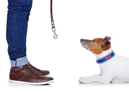 jack russell dog waiting to go for a walk with owner with leather leash , isolated on white background Stock Photo - Budget Royalty-Free & Subscription, Code: 400-07976275