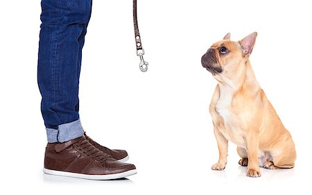 simsearch:400-07124923,k - fawn bulldog dog and owner ready to go for a walk, or dog being punished  for a bad behavior, isolated on white background Stockbilder - Microstock & Abonnement, Bildnummer: 400-07976281