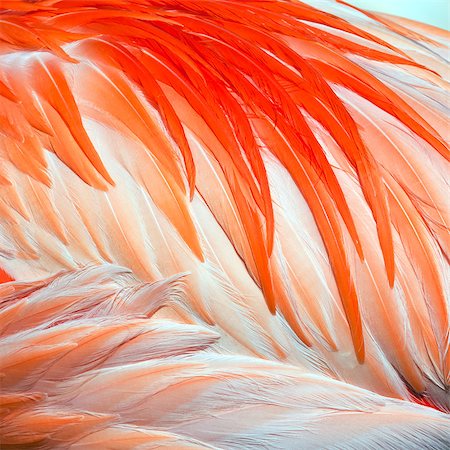 A closeup of bird feathers. (The background) Stock Photo - Budget Royalty-Free & Subscription, Code: 400-07976579