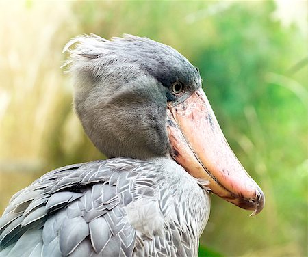 simsearch:400-07631583,k - A closeup of the head of a shoebill ( also known as whalehead or shoe-billed stork) Foto de stock - Super Valor sin royalties y Suscripción, Código: 400-07976580