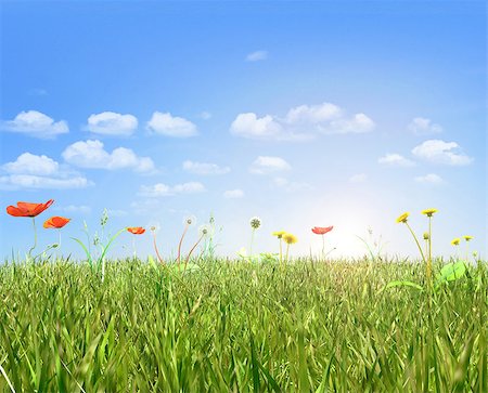 simsearch:400-08817566,k - Poppies and dandelion field,blue sky and sun. 3d render. Photographie de stock - Aubaine LD & Abonnement, Code: 400-07977410