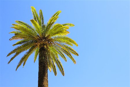 single coconut tree picture - Coconut palm on blue sky Stock Photo - Budget Royalty-Free & Subscription, Code: 400-07977432