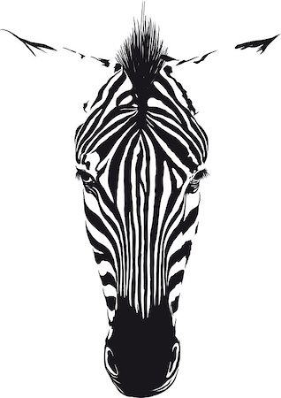 sharpner (artist) - Zebra head from the front consisting of black lines on a white background Stockbilder - Microstock & Abonnement, Bildnummer: 400-07978059