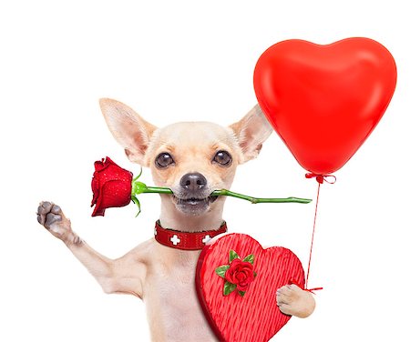 simsearch:400-08155906,k - valentines chihuahua dog holding a rose with mouth and a present box , isolated on white background Stock Photo - Budget Royalty-Free & Subscription, Code: 400-07978264