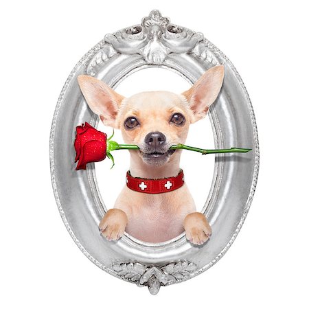 simsearch:400-08155906,k - valentines chihuahua dog holding a  red rose with mouth ,in a wood frame,  isolated on white background Stock Photo - Budget Royalty-Free & Subscription, Code: 400-07978273