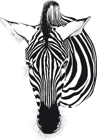 sharpner (artist) - Zebra head from the front consisting of black lines on a white background Stockbilder - Microstock & Abonnement, Bildnummer: 400-07978297