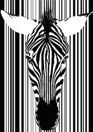 sharpner (artist) - Muzzle zebra as a barcode from the front. Isolated on white Stockbilder - Microstock & Abonnement, Bildnummer: 400-07978456