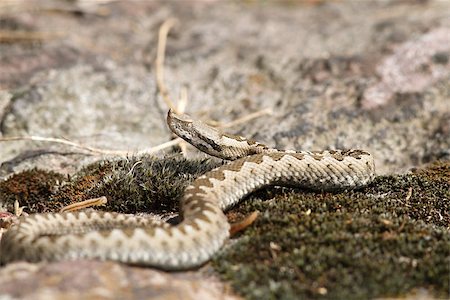 scary snakes - closeup of a young european sand viper ( Vipera ammodytes ) Stock Photo - Budget Royalty-Free & Subscription, Code: 400-07978813