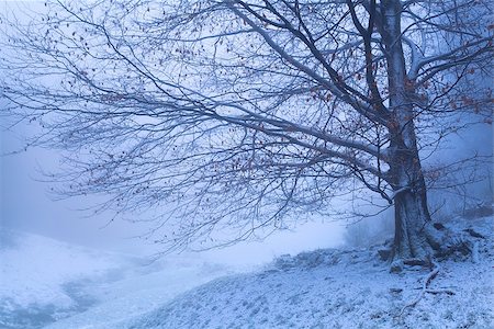 beech tree in winter foggy morning, Germany Stockbilder - Microstock & Abonnement, Bildnummer: 400-07978901