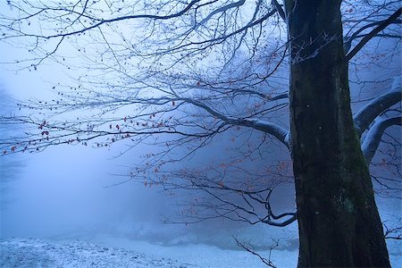 tree in winter foggy morning, Loffenau, Germany Stockbilder - Microstock & Abonnement, Bildnummer: 400-07978902