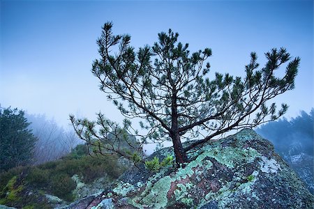 simsearch:400-08041728,k - pine tree on rock in foggy mountains, Germany Stock Photo - Budget Royalty-Free & Subscription, Code: 400-07978919