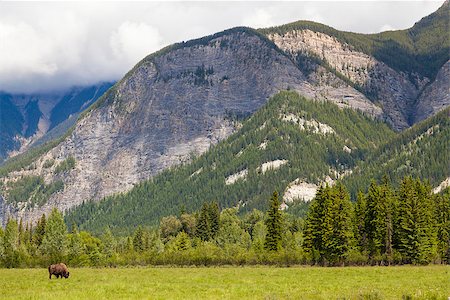 simsearch:400-06886864,k - One single American Bison (Bison Bison) or Buffalo alone by mountains Stockbilder - Microstock & Abonnement, Bildnummer: 400-07979718