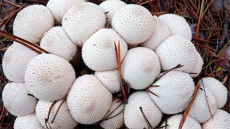 simsearch:649-07437090,k - Puffball mushrooms in a forest. Photographie de stock - Aubaine LD & Abonnement, Code: 400-07972193