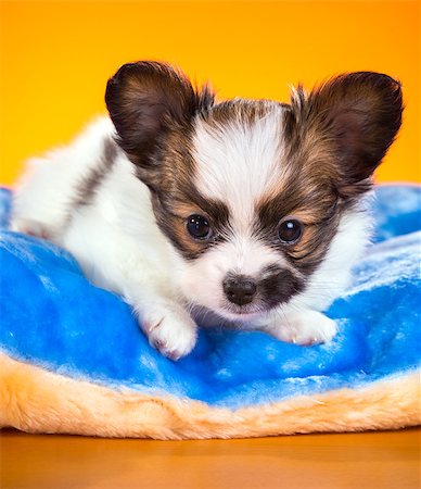 simsearch:400-07513010,k - Cute Papillon puppy age of one and a half months  lying on pillow on a orange background Stock Photo - Budget Royalty-Free & Subscription, Code: 400-07972284