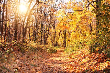 sun rays forest footpath images - Beautiful landscape with autumn forest Stock Photo - Budget Royalty-Free & Subscription, Code: 400-07972312