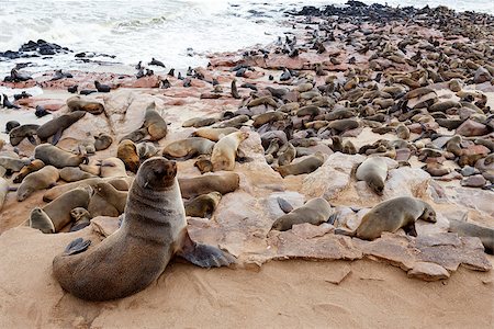 huge colony of Brown fur seal, Arctocephalus pusillus, in Cape Cross, Namibia, wide angle view, true wildlife photography Photographie de stock - Aubaine LD & Abonnement, Code: 400-07972355
