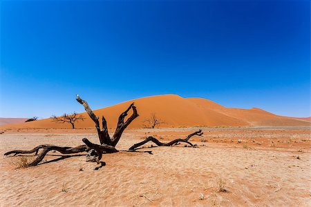 sesriem - Dune 45 in sossusvlei Namibia with dead tree, best of Namibia landscape Foto de stock - Super Valor sin royalties y Suscripción, Código: 400-07972359