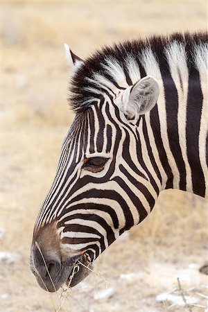 simsearch:400-06859317,k - Zebra portrait. Burchell's zebra, Equus quagga burchellii. Etosha national Park, Ombika, Kunene, Namibia. True wildlife photography Stockbilder - Microstock & Abonnement, Bildnummer: 400-07972364