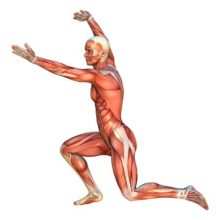 simsearch:400-08107579,k - 3D digital render of a human figure with muscle maps in a knife-hand strike martial arts position isolated on white background Foto de stock - Super Valor sin royalties y Suscripción, Código: 400-07972377