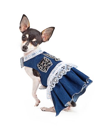 simsearch:400-06364127,k - An adorable Chihuahua Dog wears a beautiful blue dress while looking directly into the camera. Fotografie stock - Microstock e Abbonamento, Codice: 400-07972405