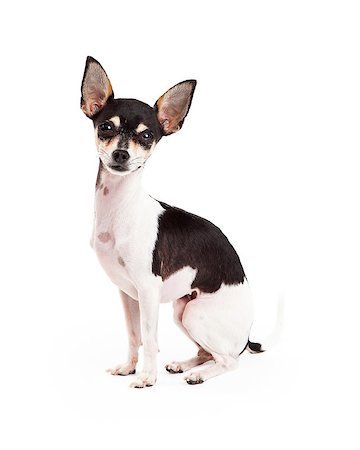 simsearch:400-05732957,k - An adorable Chihuahua Dog sitting calmly. Foto de stock - Royalty-Free Super Valor e Assinatura, Número: 400-07972406