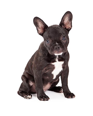 simsearch:693-03304965,k - Adorable French Bulldog sitting while looking into the camera. Photographie de stock - Aubaine LD & Abonnement, Code: 400-07972407