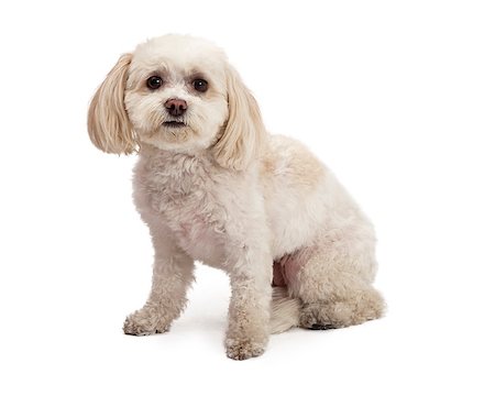 simsearch:400-07972728,k - An adorable Maltese And Poodle Mix Breed Dog sitting at an angle while looking forward. Fotografie stock - Microstock e Abbonamento, Codice: 400-07972408