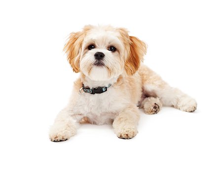 simsearch:400-08318823,k - Adorable Maltese Mix Breed Dog laying at an angle while looking off to the side. Foto de stock - Royalty-Free Super Valor e Assinatura, Número: 400-07972409