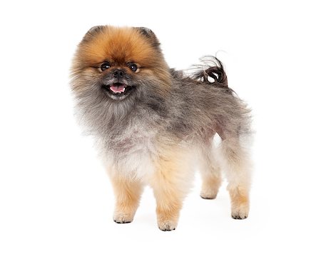 simsearch:400-07972779,k - An adorable Pomeranian Dog standing at an angle while smiling at the camera. Fotografie stock - Microstock e Abbonamento, Codice: 400-07972410