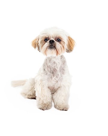 simsearch:400-07972728,k - Adorable Poodle and Maltese Mix Breed Dog sitting while looking forward. Fotografie stock - Microstock e Abbonamento, Codice: 400-07972411