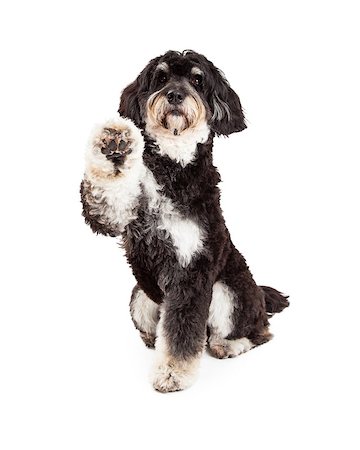 simsearch:400-07972595,k - Adorable Poodle Mix Breed Dog extending paw for a shake.  Dog is looking directly into the camera. Stock Photo - Budget Royalty-Free & Subscription, Code: 400-07972412