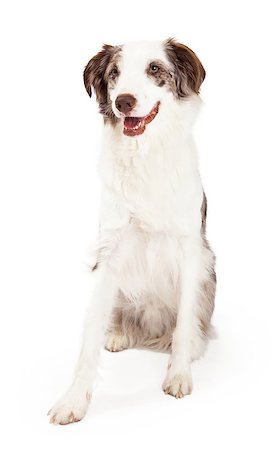 An alert Border Collie Dog sitting at an angle with open mouth. Stock Photo - Budget Royalty-Free & Subscription, Code: 400-07972424