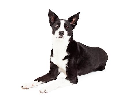 simsearch:400-07972778,k - An alert Border Collie Mix Breed Dog laying at an angle while looking into the camera. Photographie de stock - Aubaine LD & Abonnement, Code: 400-07972425