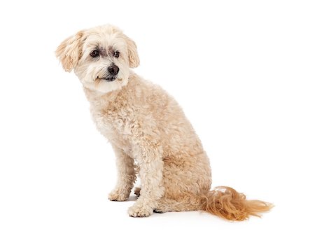 simsearch:400-07972779,k - An alert Maltese and Poodle Mix Dog sitting at an angle and looking sideways. Fotografie stock - Microstock e Abbonamento, Codice: 400-07972428