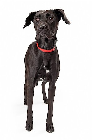 simsearch:400-08314976,k - A young black labrador retreiver dog standing looking off to the side alert Stock Photo - Budget Royalty-Free & Subscription, Code: 400-07972429