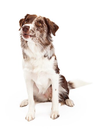 An alert and curious Border Collie Dog sitting while looking upwards. Stock Photo - Budget Royalty-Free & Subscription, Code: 400-07972421