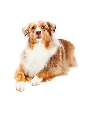 simsearch:400-07972779,k - An alert Australian Shepherd Dog laying at an angle while looking upwards. Fotografie stock - Microstock e Abbonamento, Codice: 400-07972422