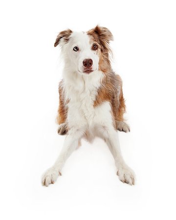 simsearch:400-06567310,k - Alert Border Collie Dog laying in a playful position. Stockbilder - Microstock & Abonnement, Bildnummer: 400-07972423