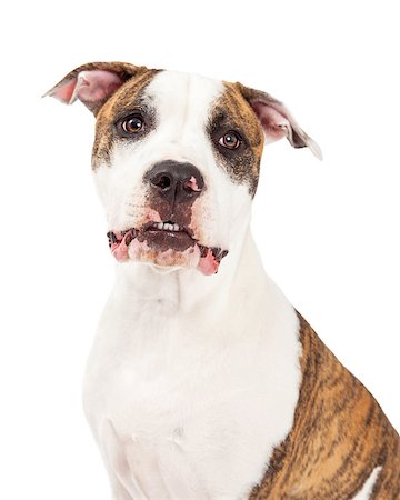 simsearch:400-06567310,k - Head shot of an American Staffordshire Terrier Dog looking into the camera. Stockbilder - Microstock & Abonnement, Bildnummer: 400-07972434