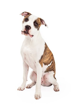 simsearch:400-07972778,k - A curious American Staffordshire Terrier Dog sitting while looking directly into the camera. Photographie de stock - Aubaine LD & Abonnement, Code: 400-07972436